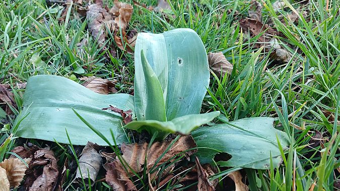 Himantoglossum robertianum  - José Miguel Martins Da Silva