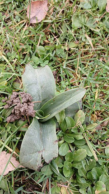Ophrys apifera  - José Miguel Martins Da Silva