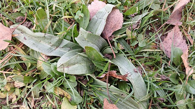 Ophrys apifera  - José Miguel Martins Da Silva