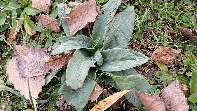 Ophrys apifera  - José Miguel Martins Da Silva