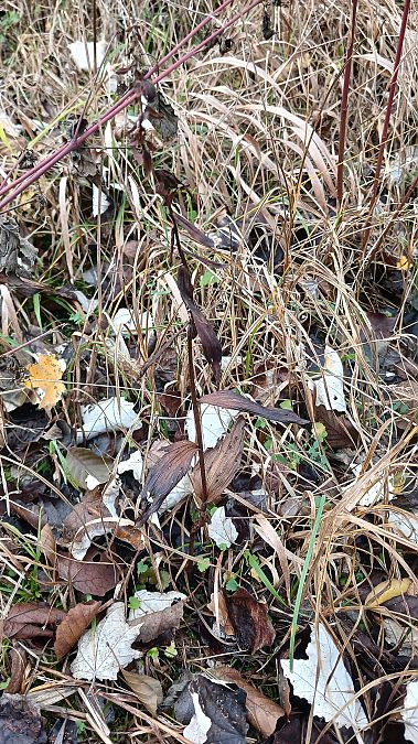 Epipactis helleborine  - José Miguel Martins Da Silva
