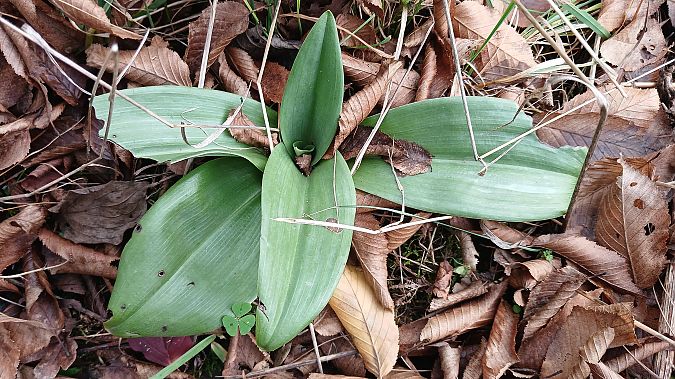Himantoglossum hircinum  - José Miguel Martins Da Silva