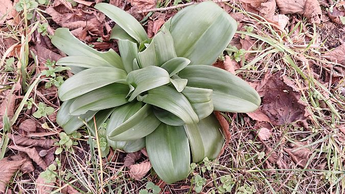 Himantoglossum hircinum  - José Miguel Martins Da Silva