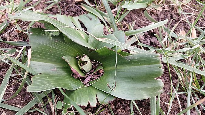 Himantoglossum robertianum  - José Miguel Martins Da Silva