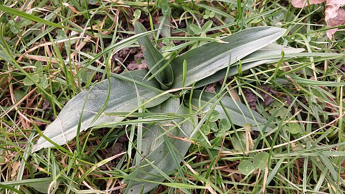 Ophrys apifera  - José Miguel Martins Da Silva