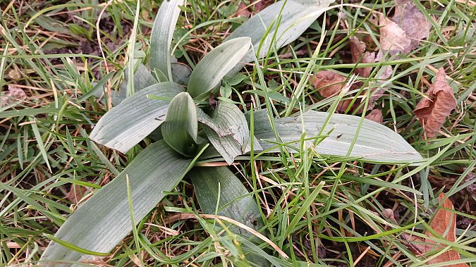 Ophrys apifera  - José Miguel Martins Da Silva