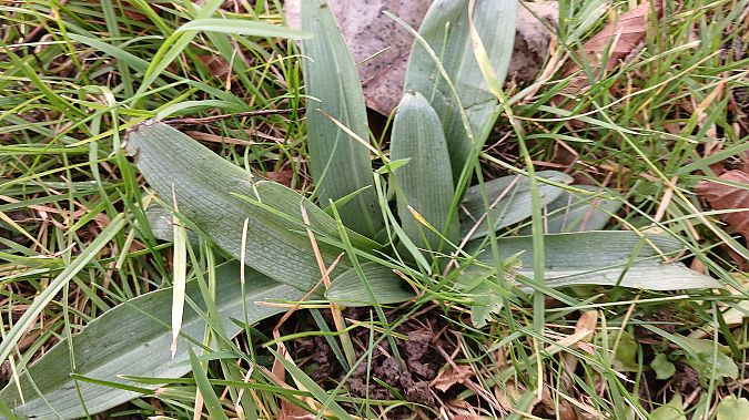 Ophrys apifera  - José Miguel Martins Da Silva