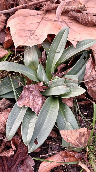 Ophrys apifera  - José Miguel Martins Da Silva