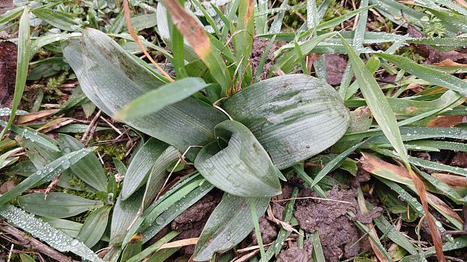 Ophrys apifera  - José Miguel Martins Da Silva