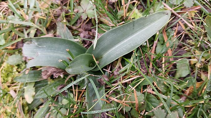 Ophrys apifera  - José Miguel Martins Da Silva
