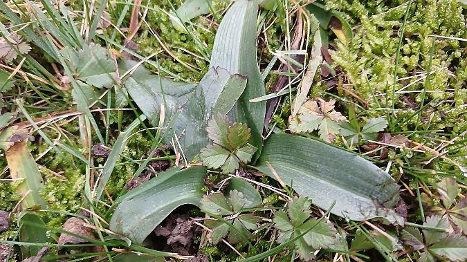 Ophrys apifera  - José Miguel Martins Da Silva