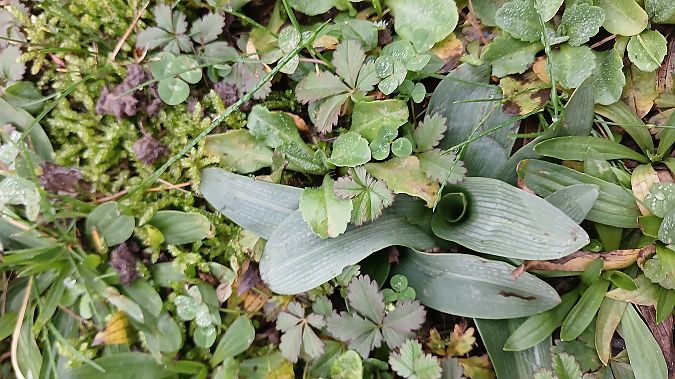 Ophrys apifera  - José Miguel Martins Da Silva