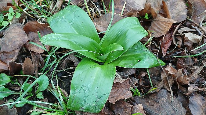 Himantoglossum hircinum  - José Miguel Martins Da Silva