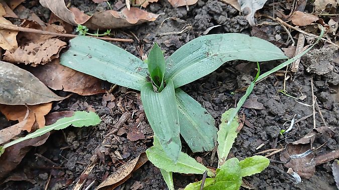 Ophrys apifera  - José Miguel Martins Da Silva