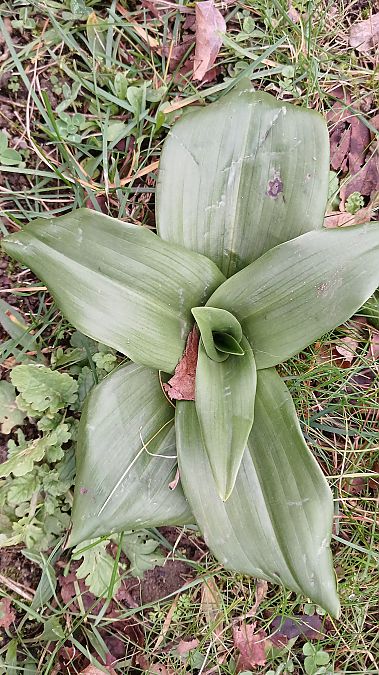 Himantoglossum hircinum  - José Miguel Martins Da Silva
