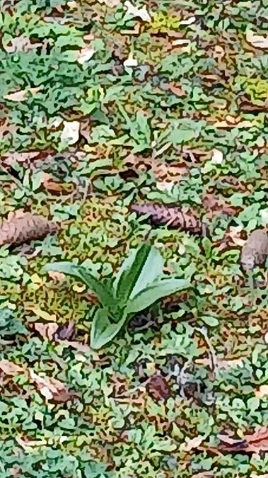 Himantoglossum hircinum  - José Miguel Martins Da Silva