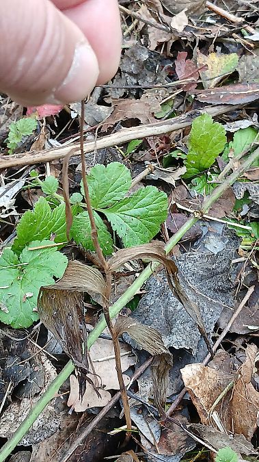 Epipactis helleborine var. minor  - José Miguel Martins Da Silva