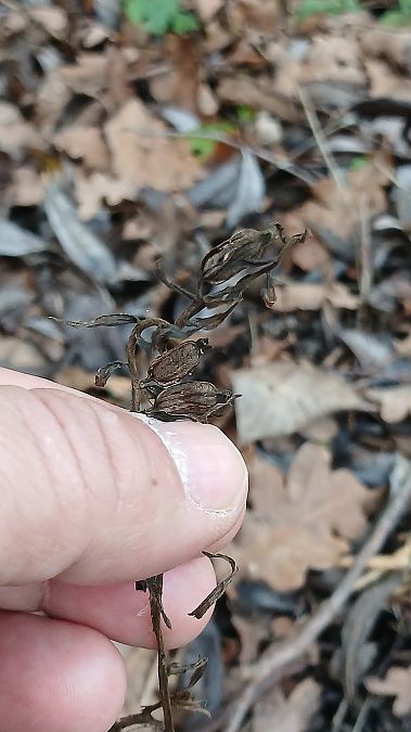 Epipactis helleborine var. minor  - José Miguel Martins Da Silva