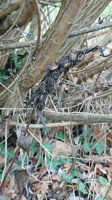 Epipactis helleborine  - José Miguel Martins Da Silva