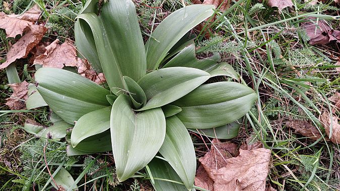 Himantoglossum hircinum  - José Miguel Martins Da Silva