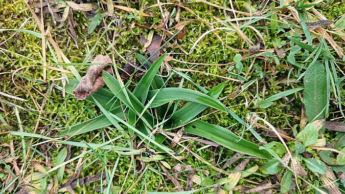 Anacamptis pyramidalis  - José Miguel Martins Da Silva