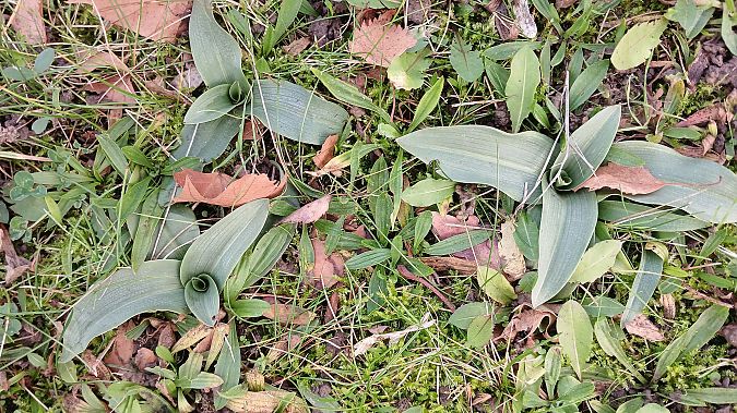 Ophrys apifera  - José Miguel Martins Da Silva