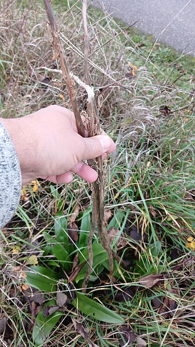 Himantoglossum hircinum  - José Miguel Martins Da Silva