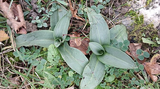 Ophrys apifera  - José Miguel Martins Da Silva