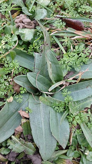 Ophrys apifera  - José Miguel Martins Da Silva
