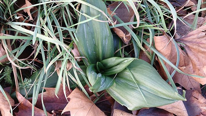 Himantoglossum hircinum  - José Miguel Martins Da Silva