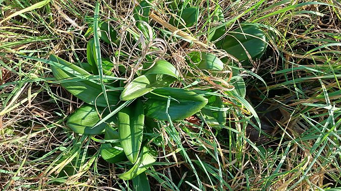 Himantoglossum hircinum  - José Miguel Martins Da Silva