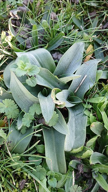 Ophrys apifera  - José Miguel Martins Da Silva