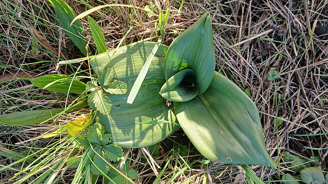 Himantoglossum hircinum  - José Miguel Martins Da Silva