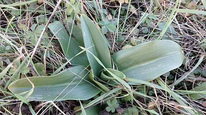 Himantoglossum hircinum  - José Miguel Martins Da Silva