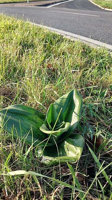Himantoglossum hircinum  - José Miguel Martins Da Silva