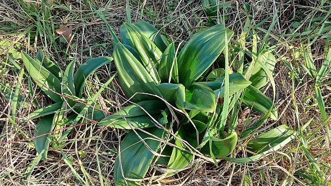 Himantoglossum hircinum  - José Miguel Martins Da Silva