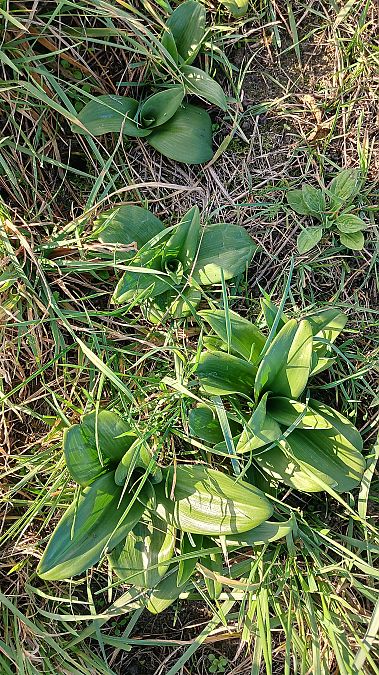 Himantoglossum hircinum  - José Miguel Martins Da Silva