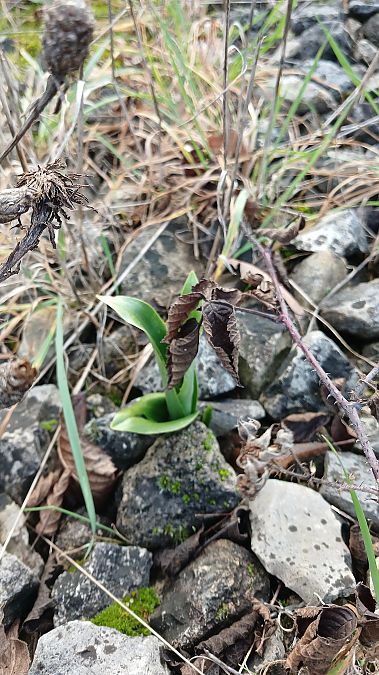 Himantoglossum hircinum  - José Miguel Martins Da Silva