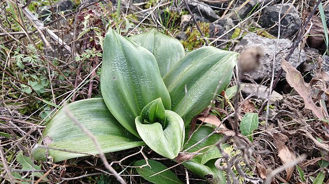 Himantoglossum hircinum  - José Miguel Martins Da Silva