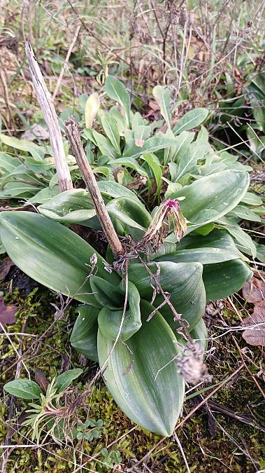 Himantoglossum hircinum  - José Miguel Martins Da Silva
