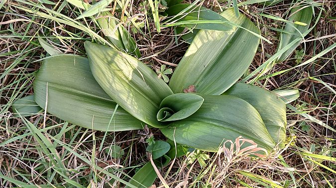 Himantoglossum hircinum  - José Miguel Martins Da Silva