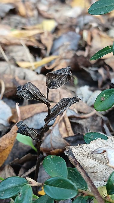 Epipactis helleborine var. minor  - José Miguel Martins Da Silva