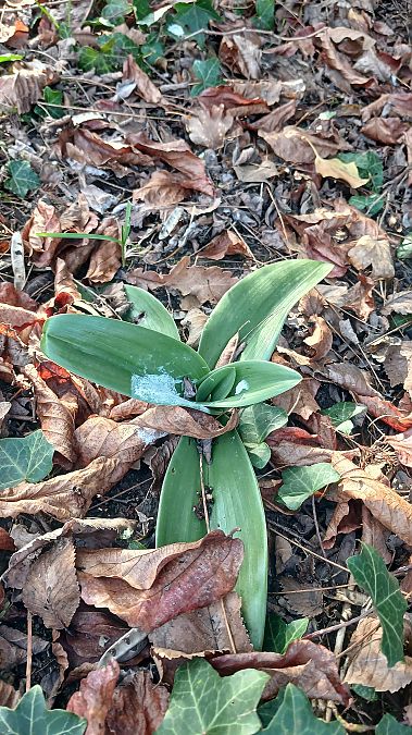 Himantoglossum hircinum  - José Miguel Martins Da Silva