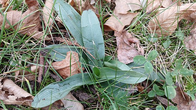 Ophrys apifera  - José Miguel Martins Da Silva