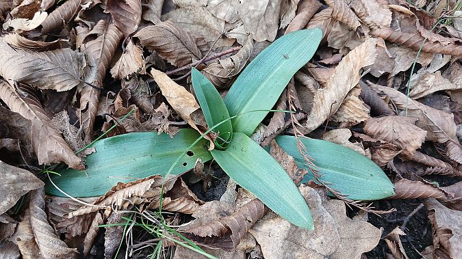 Ophrys apifera  - José Miguel Martins Da Silva