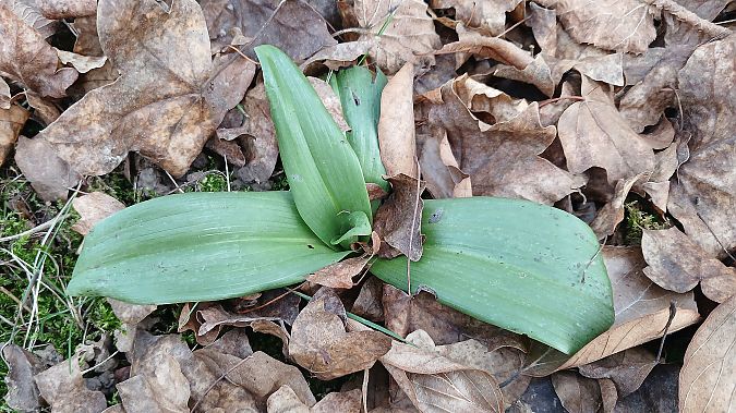 Himantoglossum hircinum  - José Miguel Martins Da Silva