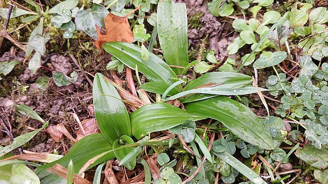 Orchis anthropophora  - José Miguel Martins Da Silva
