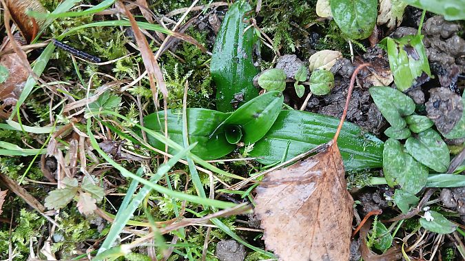 Orchis anthropophora  - José Miguel Martins Da Silva