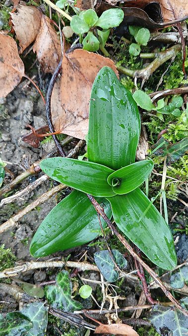 Orchis anthropophora  - José Miguel Martins Da Silva