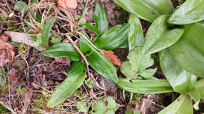 Orchis anthropophora  - José Miguel Martins Da Silva